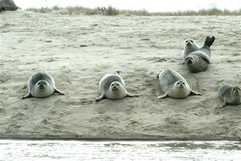 Common Seals Habitat