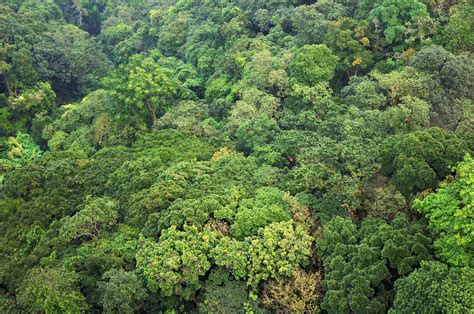 New paper raises question of tropical forest carbon storage - Carbon Brief