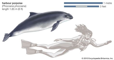 Porpoise | Definition, Habitat, & Facts | Britannica