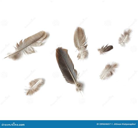 Grey Color of Feathers Isolated on White Background Stock Image - Image ...