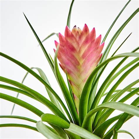 Bromeliad 101 how to care for bromeliads – Artofit