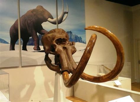 Woolly Mammoth Skull - Picture of Roberson Museum and Science Center ...