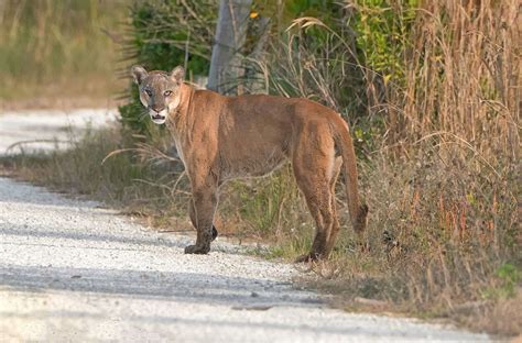 Rare Florida Panther Habitat Would Be Destroyed By Development Plan ...