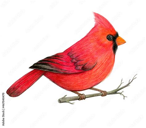 Red cardinal bird hand drawn illustration. Northern cardinal bird ...