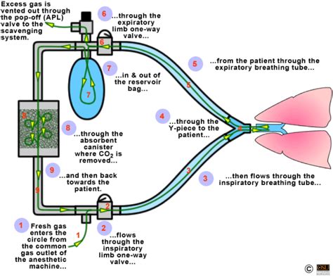 Anesthesia Machine Diagram | Quizlet