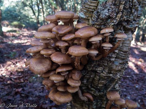 Armillaria ostoyae – Asociación Micológica Mairei