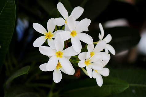 Jasmine: Best Growing Tips and Care Guide For Your House Plant - Plants ...