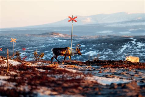 Bästa tipsen: Fota fjäll och renar med Alexander Neimert | Visit Dalarna