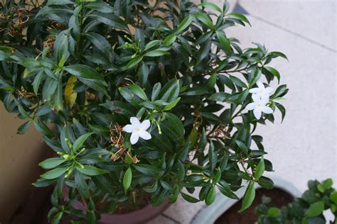 How To Plant Jasmine Flower