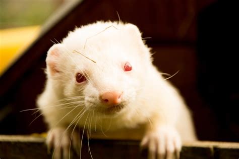 Why Is My White Ferret Turning Orange? | Ferret Advice