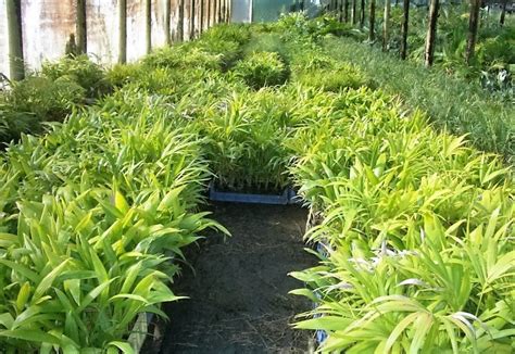 NZ Palms, Cycads and Subtropical Plants - Kaitaia, New Zealand