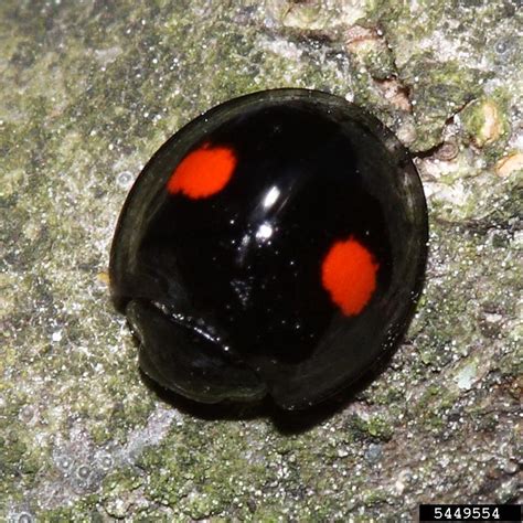 Ladybird beetle scale predator - Chilocorus kuwanae