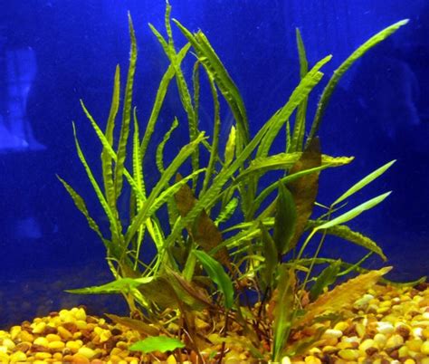 Cryptocoryne Assorted | WaterScapes Aquatic Plant Nursery