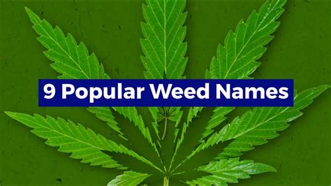 9 Popular Weed Names and What They Mean - YouTube