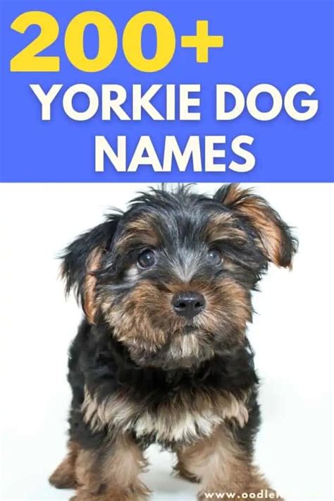 201 Best Yorkie Names (Male And Female) - Oodle Life