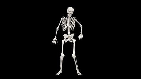 dancing skeleton meme but in hd - YouTube