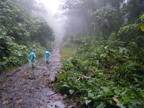 The Santa Elena Cloud Forest Reserve (Reserva Bosque Nuboso Santa Elena ...