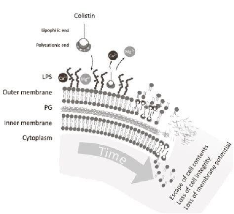 Mechanism of action of colistin 1 | Download Scientific Diagram