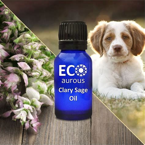 Essential Oil For Dogs - Buy Essential Oil | Carrier Oil | Shampoo ...