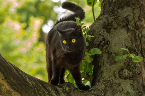 Top 7 Bombay Cat Breeders