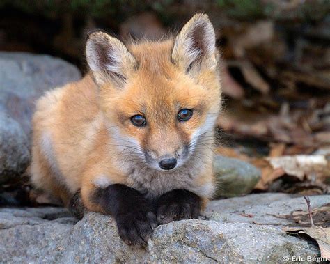 15 Beautiful Red Fox Photographs - The Photo Argus