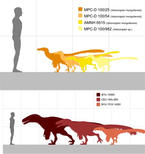 Velociraptor Size Comparison Jurassic Park