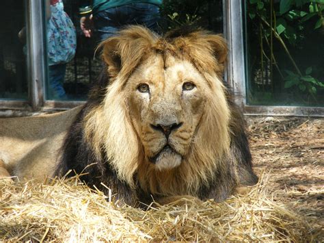 Kamal the Asiatic lion at Bristol Zoo, 1 August 2010 - ZooChat