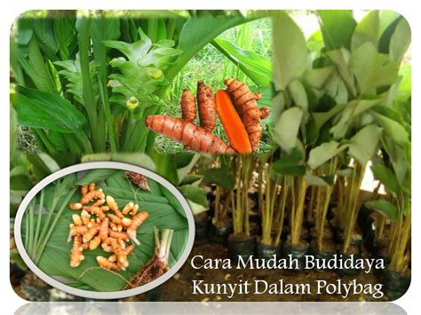 Budidaya Kunyit Dalam Polybag Hasil Panen Jadi Melimpah - Jual Polybag ...