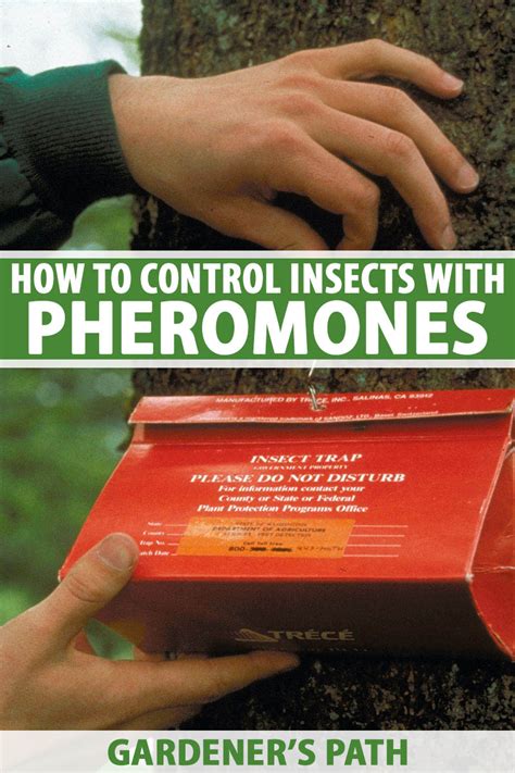 How to Use Pheromones to Control Insects | Gardener’s Path