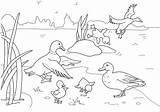 Duck Family Coloring Book Pages Stock Illustration  Download Image Now sketch template