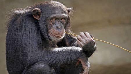 UN to protect unique ‘nut-cracking’ chimp culture | The Business Standard