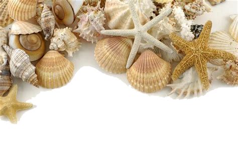 Seashell Pearl Shore Sand - Decorative seashells png download - 753*500 - Free Transparent ...