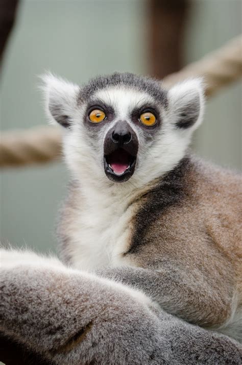 Free Images : animal, wildlife, zoo, mammal, fauna, primate, close up, madagascar, vertebrate ...