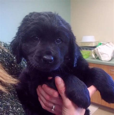 Long-haired black #Labrador #Retriever #puppy 8.5 weeks. | Black labrador puppy, Black labrador ...