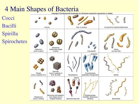 Classification And Bacteria