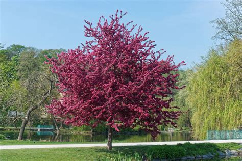 Flowering Crabapple Tree Care