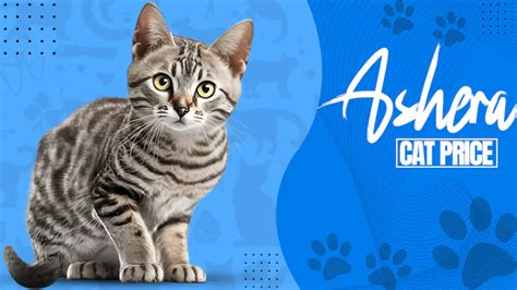 How Much Does a Full-Grown Ashera Cat Breeds Cost in 2024?