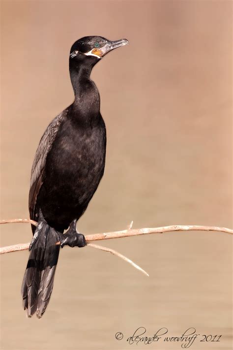 Pin on Birds that are on my life list