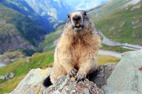 Furry Marmot Joining Hiker for Morning Coffee Is So Delightful - PetHelpful News