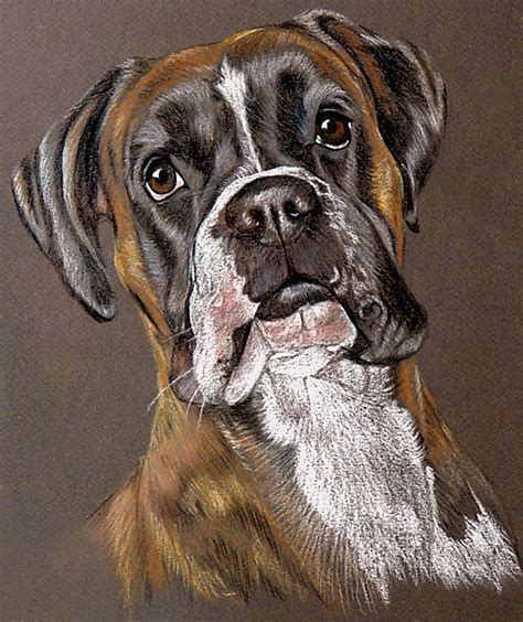 Boxer drawing | Boxer dogs art, Puppy art, Dog paintings