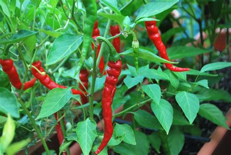 Cayenne Long Slim Chilli Pepper Seeds - VIRIDIS HORTUS