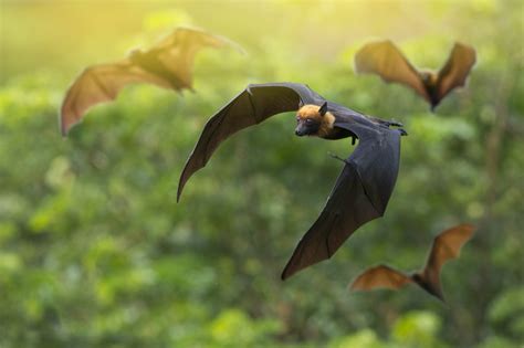 Why Protecting Bats Is Crucial for Our Survival I WildArk