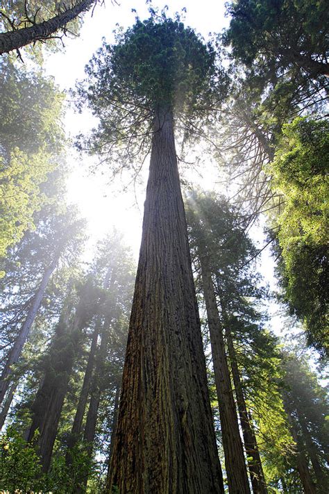 Tall Trees Of Redwood National Park Photograph by Pierre Leclerc ...