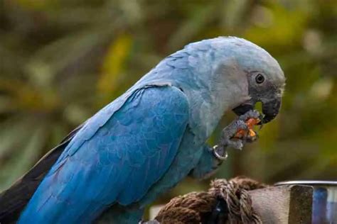 What Do Blue Macaws Eat?