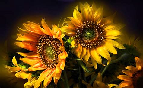 Top 20 Most Beautiful Yellow Flowers for Garden