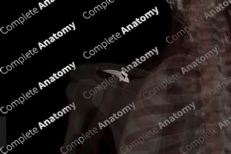 Coracoclavicular Ligament (Left) | Complete Anatomy