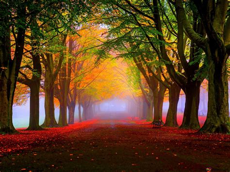 Stunning Autumn Forest 4K wallpaper download