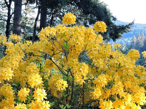 Scene Through My Eyes: Just Rhododendrons