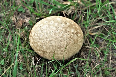 Puffball Mushroom Close-up Free Stock Photo - Public Domain Pictures