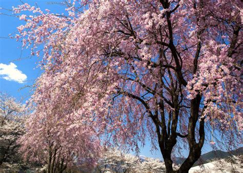 10 Cherry Blossom Varieties in Japan You'll Love to See! - LIVE JAPAN ...